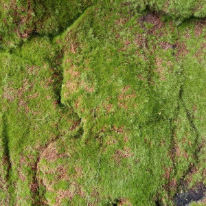 Искусственный мох Darvin Moss Design №18 Mountain