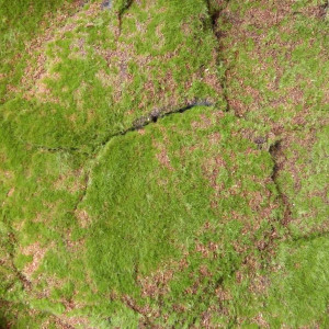 Искусственный мох Darvin Moss Design №18 Mountain