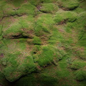 Искусственный мох Darvin Moss Design №18 Mountain