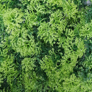 Модульная трава Darvin Grass Module Decor Design №008 Indiana