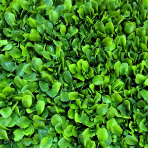 Модульная трава Darvin Grass Module Decor Design №13 Basil