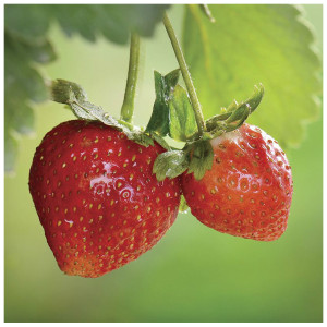 Плитка Mosplitka Вставка Клубника 10х10