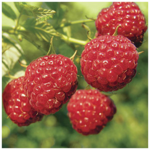 Плитка Mosplitka Вставка Малина 10х10