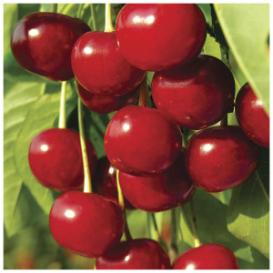 Плитка Mosplitka Вставка Вишня 10х10