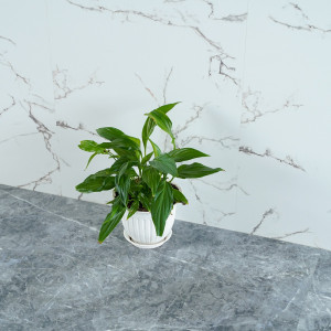 Виниловый SPC ламинат Alpendorf Мрамор 81032-2 Блоне