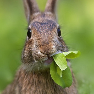 Виниловый SPC ламинат Art East Art Stone Optima APT 35-1 Ясень Норд slim